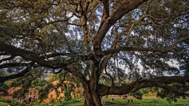 La Carrasca de Culla
