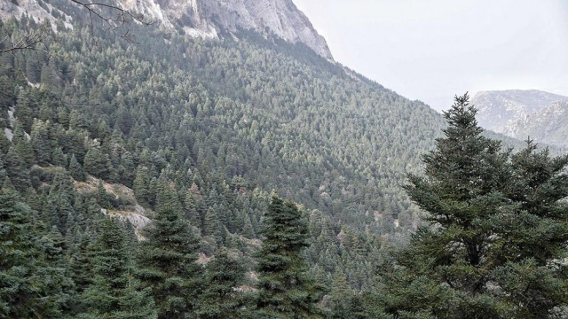 El Pinsapar