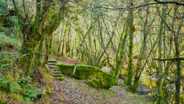 Ruta Los Bosques Mágicos de Castro Caldelas