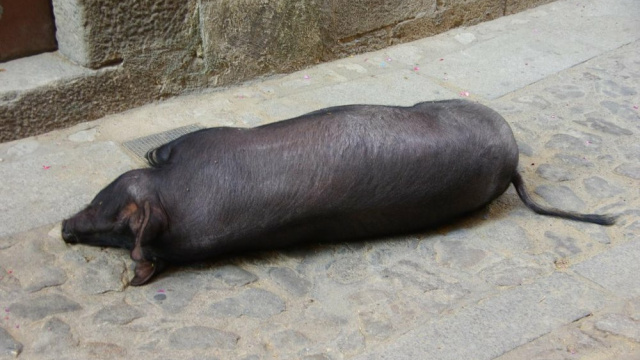 El Cerdo de San Antón