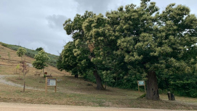 Bosque del Nacimiento